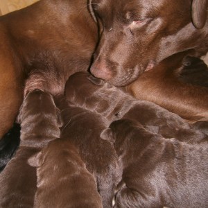 en vecka gamla valpar