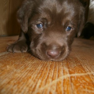 undersöker världen