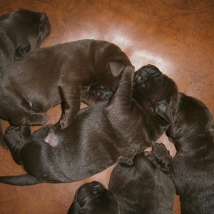 fyra dagar gamla valpar