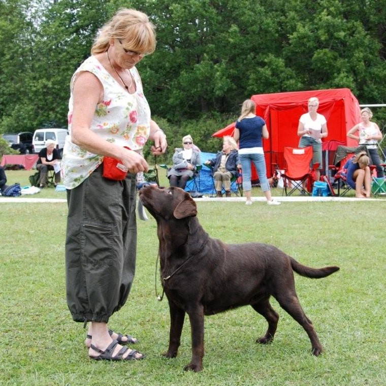 Dea på labradormästerskapet