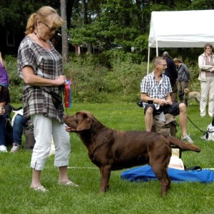 Alice på labradormästerskapet 2013