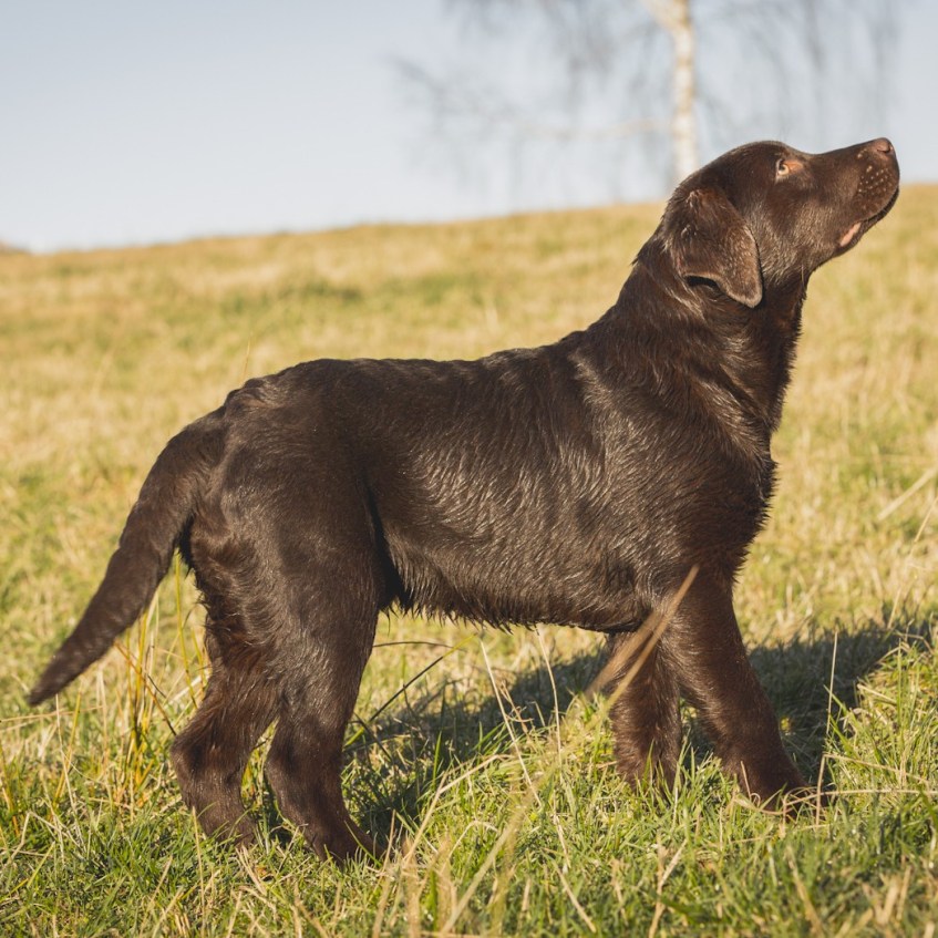 Carl Gustaf "Kungen"