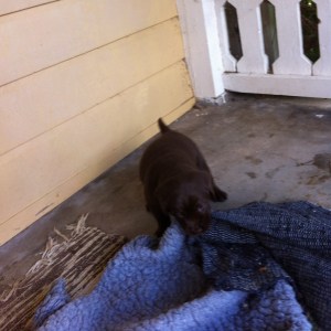 och fällen också. Så där ska det ju va´.