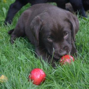 ...den här bollen går dessutom att äta