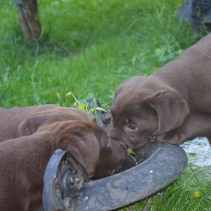 ...och även blommor går att äta