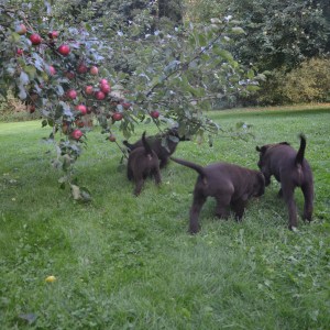 Mot nya mål – äpplen till alla!