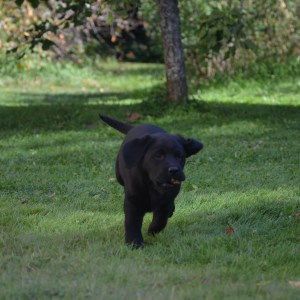 I väntan på detta nya hem finns mycket kul på Alebäcken, som att palla äpplen...