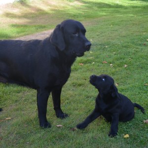 och gå till anfall...