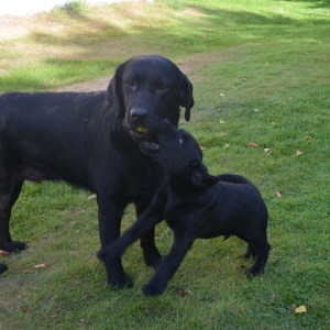 för att ta Kiras pallade äpple.