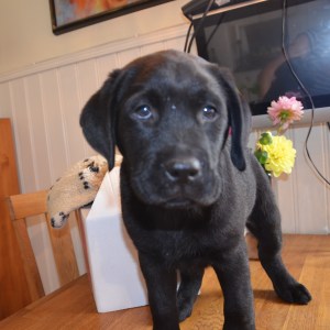 Kungen Cesar är färdigpackad och klar för avfärd...