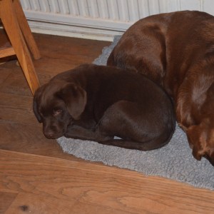 Men ibland kommer Kungen och hälsar på. :)