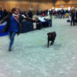 Alebäckens Gårds underbara Alice tog sitt andra Cert