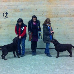 På bilden fina Coco Loco´s Dragon Fly (BIR) som blev champion idag och min Alice