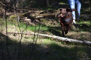 veterinär Kungsbacka 080