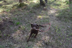 veterinär Kungsbacka 103