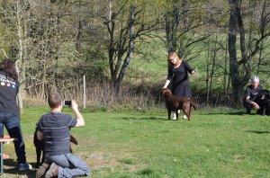 veterinär Kungsbacka 113