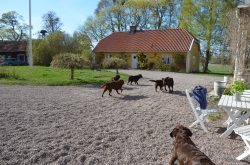 veterinär Kungsbacka 122