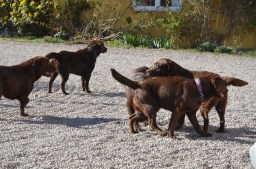 veterinär Kungsbacka 124