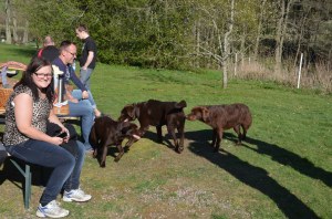 veterinär Kungsbacka 127