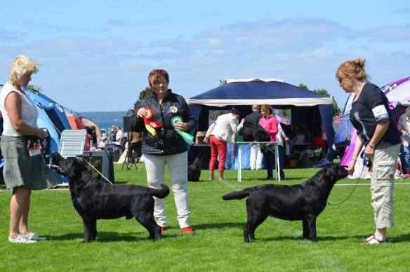 13422321_10153614747727409_8290077662556329792_o