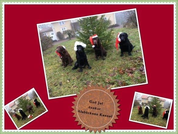 julkort-alebackens-kennel-2016-org